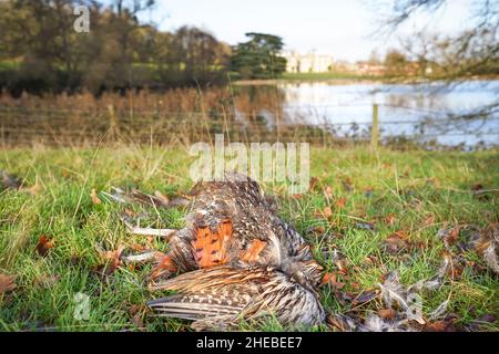 Gros plan des restes d'oiseaux faisants morts (Phasianus colchicus) fraîchement tués et isolés sur le sol dans un cadre de campagne d'hiver. Banque D'Images