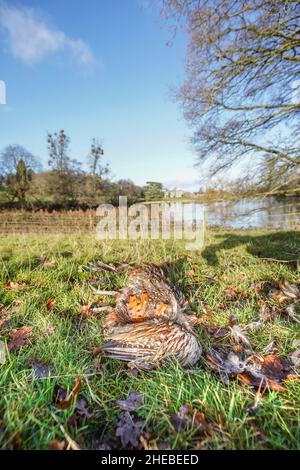 Gros plan des restes d'oiseaux faisants morts (Phasianus colchicus) fraîchement tués et isolés sur le sol dans un cadre de campagne d'hiver. Banque D'Images