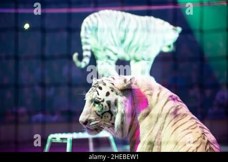 Tigre blanc effectue dans le cirque. Banque D'Images