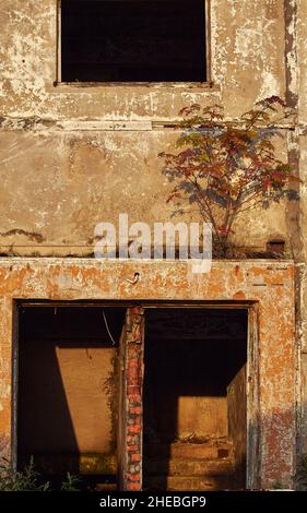 La nature de la vie continue même dans une maison abandonnée Banque D'Images
