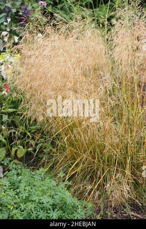 Deschampsia cespitosa Veil doré.Touffeté de l'herbe de cheveux 'Goldschleier' en automne.ROYAUME-UNI Banque D'Images