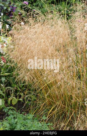Deschampsia cespitosa Veil doré.Touffeté de l'herbe de cheveux 'Goldschleier' en automne.ROYAUME-UNI Banque D'Images