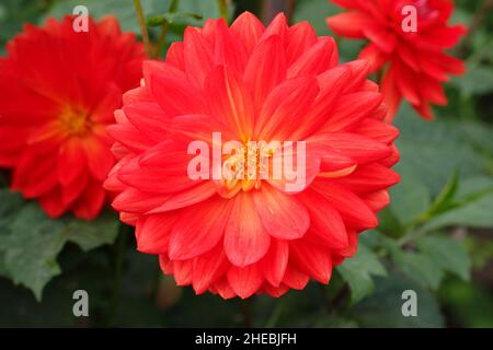 Dahlia Taratahi Ruby, un petit dahlia de type nénuphars qui fleurit en septembre.ROYAUME-UNI Banque D'Images