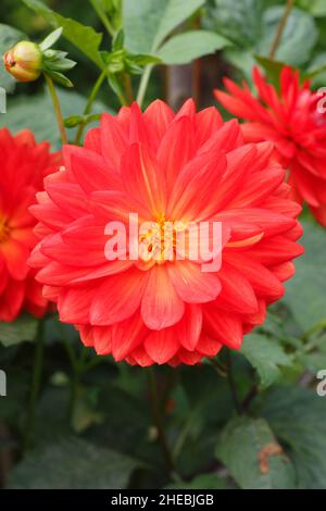 Dahlia Taratahi Ruby, un petit dahlia de type nénuphars qui fleurit en septembre.ROYAUME-UNI Banque D'Images