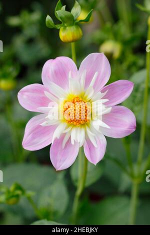 Dahlia Teesbrooke Audrey, une collarette dahlia floraison en septembre.ROYAUME-UNI Banque D'Images