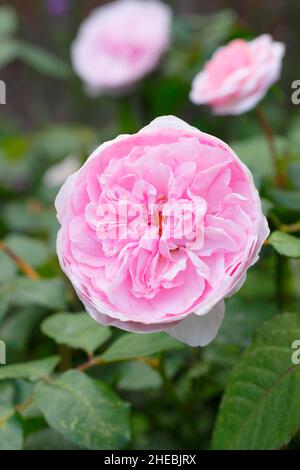 Rosa 'Olivia Rose Austin', rose arbuste anglaise, élevée par David Austin, fleurissant à la fin de l'été Border.UK Banque D'Images
