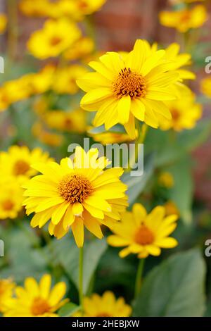 Faux tournesol 'soleil de ummer'.Heliopsis helianthoides var scabra 'Soleil de ummer' dans un jardin de septembre.ROYAUME-UNI Banque D'Images