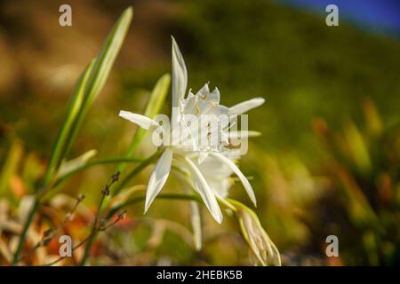 La jonquille la mer, mer pancratium pancratium maritimum (Lily) sur la côte méditerranéenne, Israël en Septembre Banque D'Images