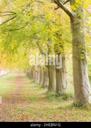 Une rangée de hêtres en automne à Leigh Woods, dans le nord du Somerset, en Angleterre. Banque D'Images