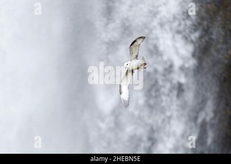 Fulmar du Nord (Fulmarus glacialis) en vol devant la cascade Skogafoss en Islande. Banque D'Images