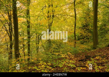 Bois de hêtre affichant sa couleur d'automne à Leigh Woods, dans le nord du Somerset, en Angleterre. Banque D'Images