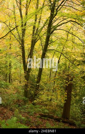 Bois de hêtre affichant sa couleur d'automne à Leigh Woods, dans le nord du Somerset, en Angleterre. Banque D'Images