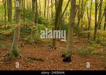 Bois de hêtre affichant sa couleur d'automne à Leigh Woods, dans le nord du Somerset, en Angleterre. Banque D'Images