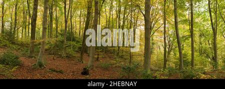 Bois de hêtre affichant sa couleur d'automne à Leigh Woods, dans le nord du Somerset, en Angleterre. Banque D'Images