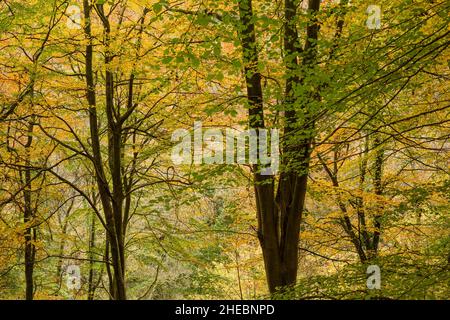 Bois de hêtre affichant sa couleur d'automne à Leigh Woods, dans le nord du Somerset, en Angleterre. Banque D'Images