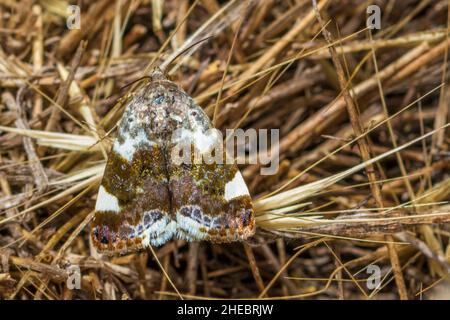 Acontia lucida, Pale Shoulder Moth Banque D'Images