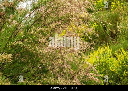 Tamarix gallica, usine de cèdre du sel en fleur Banque D'Images