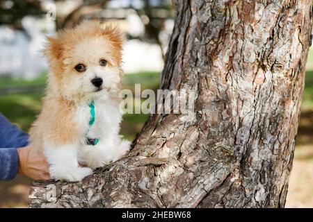 Petit chiot de Mattipoo assis sur un arbre Banque D'Images