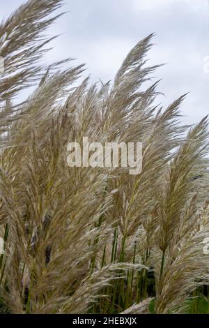 Un stand de Pampas Grass (Cortaderia selloana) dans les jardins de Nymans, West Sussex, Royaume-Uni Banque D'Images