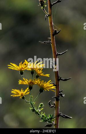 Fleurs jaunes d'Inula subaxillaris, aster doré gros plan sur un fond sombre flou.Mise au point sélective