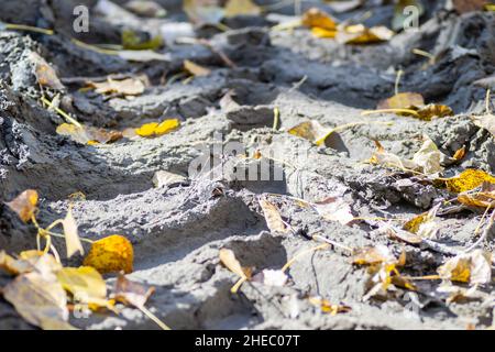 Traces de roues sur une route boueuse à travers la forêt à Petrovaradin, Novi Sad, Serbie Banque D'Images