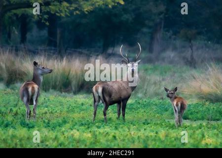 Cerf rouge sauvage dans la réserve naturelle de Mesola, Ferrara, Italie - c'est une espèce protégée autochtone, le cerf de Mesola, le dernier en territoire italien Banque D'Images