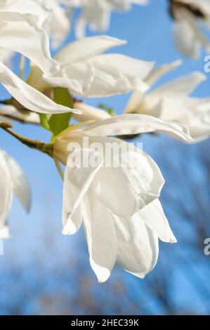 Magnolia kobus en pleine floraison, parc Alppipuisto, Helsinki, Finlande Banque D'Images