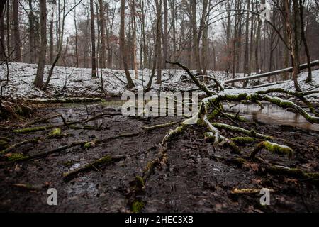 Arbre tombé recouvert de neige et de mousse dans le marais de la rivière, l'arbre se trouve dans l'eau du marais recouverte d'une couche de feuilles et de branches mortes Banque D'Images
