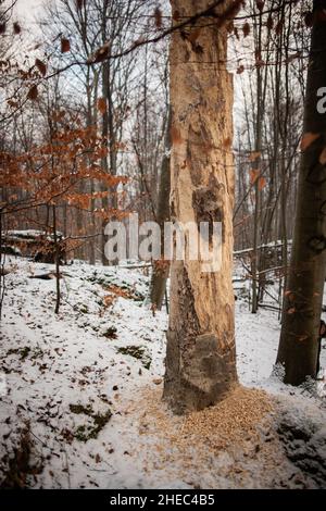 Arbre avec écorce déchirée dans la forêt en hiver | Bark arrache le tronc d'arbre avec des copeaux de bois qui s'étayent sur le sol tout autour Banque D'Images