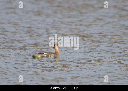 Un merganser à la poitrine rouge nageant sur un étang, jour ensoleillé en hiver, Vienne (Autriche) Banque D'Images