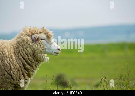 Moutons italiens Merino assis dans sa prairie isolée de l'arrière-plan Banque D'Images