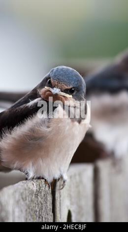 la grange hirundo rustica sur une clôture en bois isolée du fond Banque D'Images