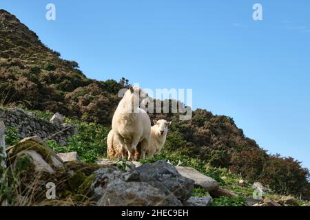 Un groupe de moutons sur les pentes de l'année eIFL à Trefor, au nord du pays de Galles Banque D'Images