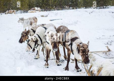 Renne dans une équipe en hiver dans le nord de la Russie, district de Khanty-Mansiysk, à la célébration de la Journée de l'hérésie. Banque D'Images