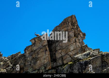 Steinbock dans den Montafoner Alpen Banque D'Images