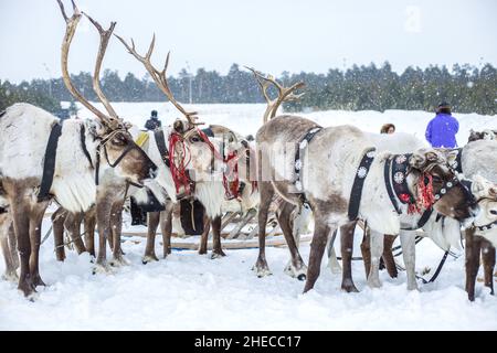 Renne dans une équipe en hiver dans le nord de la Russie, district de Khanty-Mansiysk, à la célébration de la Journée de l'hérésie. Banque D'Images