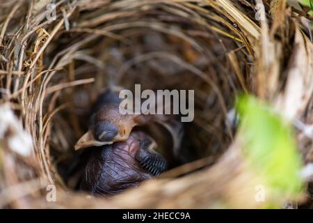 bébé oiseaux dort dans le nid Banque D'Images