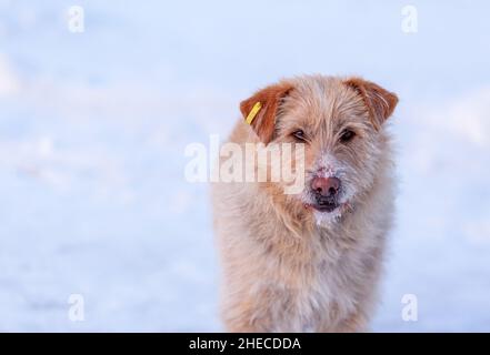 Un chien errant en hiver.Un portrait de grand chien errant de race mixte Sheepdog sur le côté sur un fond blanc d'hiver.Copier l'espace.L'œil du chien Banque D'Images