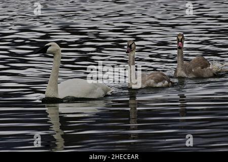 Cygne trompettiste adulte avec 2 cygnes juvéniles dusky, nage paisiblement dans le Wyoming Banque D'Images