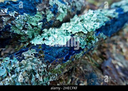 Un morceau de bois mort d'un arbre de feuillus feuillus dans un bois français, apparemment accueillant des croissances de lichen vert et un champignon bleu (peut-être Terana caerulea (ou Terana coerulea), communément connu sous le nom de champignon de la croûte de cobalt ou de la propagation du bleu de velours).(128) Banque D'Images