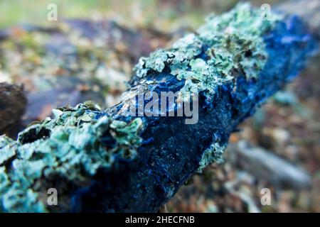 Un morceau de bois mort d'un arbre de feuillus feuillus dans un bois français, apparemment accueillant des croissances de lichen vert et un champignon bleu (peut-être Terana caerulea (ou Terana coerulea), communément connu sous le nom de champignon de la croûte de cobalt ou de la propagation du bleu de velours).(128) Banque D'Images