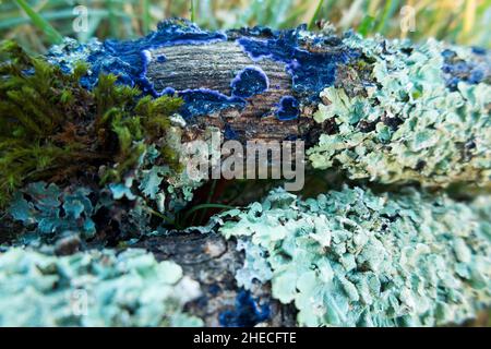 Un morceau de bois mort d'un arbre de feuillus feuillus dans un bois français, apparemment accueillant des croissances de lichen vert et un champignon bleu (peut-être Terana caerulea (ou Terana coerulea), communément connu sous le nom de champignon de la croûte de cobalt ou de la propagation du bleu de velours).(128) Banque D'Images