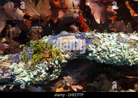 Un morceau de bois mort d'un arbre de feuillus feuillus dans un bois français, apparemment accueillant des croissances de lichen vert et un champignon bleu (peut-être Terana caerulea (ou Terana coerulea), communément connu sous le nom de champignon de la croûte de cobalt ou de la propagation du bleu de velours).(128) Banque D'Images