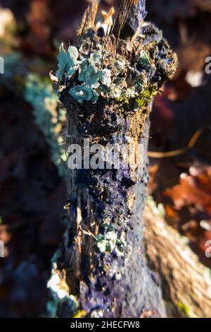 Un morceau de bois mort d'un arbre de feuillus feuillus dans un bois français, apparemment accueillant des croissances de lichen vert et un champignon bleu (peut-être Terana caerulea (ou Terana coerulea), communément connu sous le nom de champignon de la croûte de cobalt ou de la propagation du bleu de velours).(128) Banque D'Images