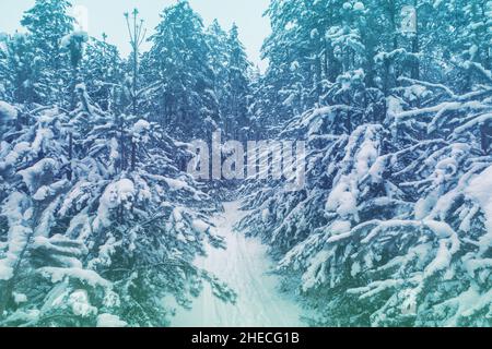 Forêt de pins enneigés en hiver.Route dans le bois recouvert de neige.Les pins sont couverts de rime.Vue aérienne Banque D'Images