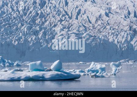 Islande, Austurland, iceberg dans le lagon glaciaire de Fjallsarlon Banque D'Images