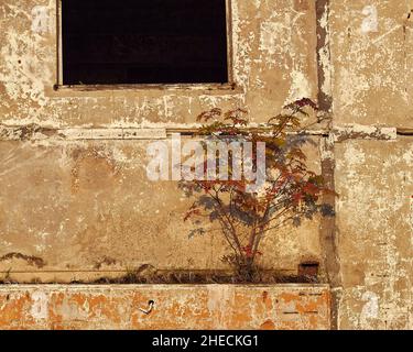 La nature de la vie continue même dans une maison abandonnée Banque D'Images