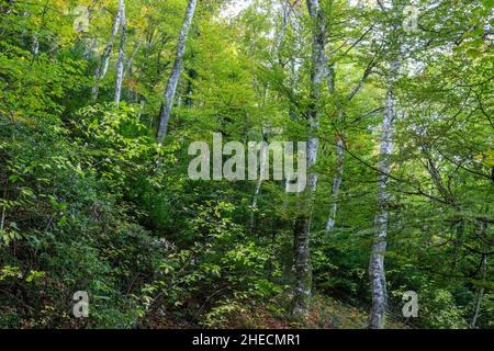 France, Var, Parc naturel régional de Sainte Baume, massif de la Sainte Baume, bois de hêtre relique sur le versant nord du massif // France, Var (83), Parc Banque D'Images