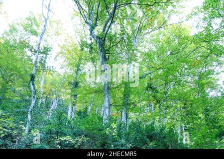 France, Var, Parc naturel régional de Sainte Baume, massif de la Sainte Baume, bois de hêtre relique sur le versant nord du massif // France, Var (83), Parc Banque D'Images