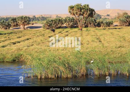 Égypte, haute Égypte, vallée du Nil, environs de Kom Ombo, croisière entre Louxor et Assouan depuis dahabieh Louxor, vue sur les rives du Nil et avec le désert en arrière-plan Banque D'Images